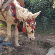 Annapurna Donkey